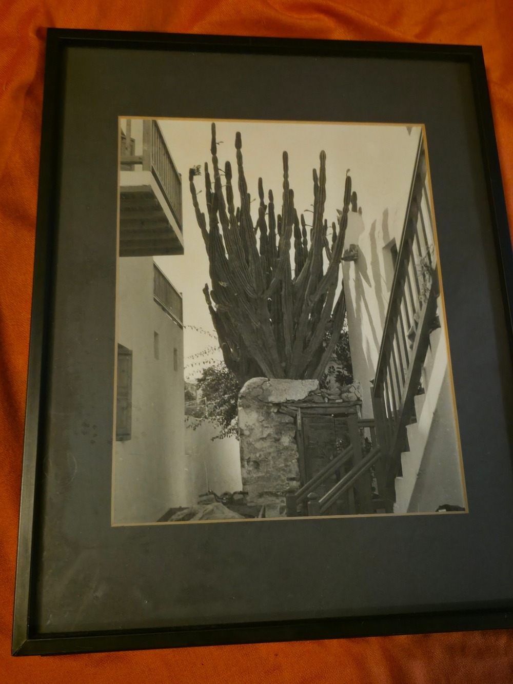 4/$25 Deal! Vintage Black and Cream Cactus Photography Print In Black Frame